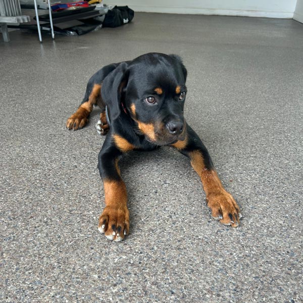 Residential-Floor-Coatings---Jan-2025